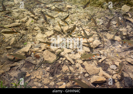 Dans le parc national des Lacs de Plitvice (Croatie), un serpent (Natrix tessellata dés) méné chasse (Squalius cephalus) à partir d'un se cacher. Banque D'Images
