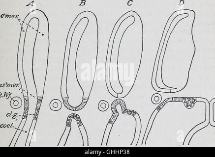 Le développement de l'mesonephras et le conduit de Müller dans Amphibia (1904) Banque D'Images