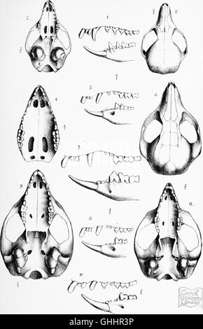 Catalogue de l'Marsupialia et industriel Monotremata dans la collection du British Museum (Natural History) (1888) Banque D'Images