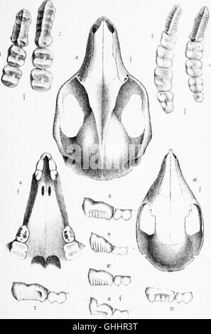 Catalogue de l'Marsupialia et industriel Monotremata dans la collection du British Museum (Natural History) (1888) Banque D'Images