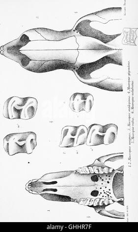 Catalogue de l'Marsupialia et industriel Monotremata dans la collection du British Museum (Natural History) (1888) Banque D'Images