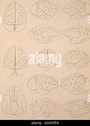 Une étude illustrée de 1906 du cerveau des singes, axée sur l'anatomie cérébrale et sa comparaison avec la structure du cerveau humain. Banque D'Images