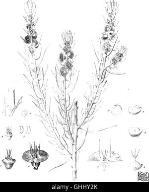 L'iconographie d'salsolaceous australienne (1889) les plantes Banque D'Images