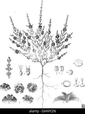 L'iconographie d'salsolaceous australienne (1889) les plantes Banque D'Images