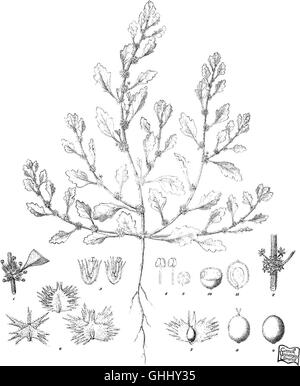 L'iconographie d'salsolaceous australienne (1889) les plantes Banque D'Images