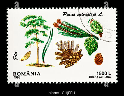 Timbre-poste de Roumanie illustrant le pin sylvestre (Pinus sylvestris), arbre, aiguilles, cônes et graines. Banque D'Images