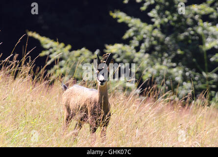 Les jeunes chamois dans les herbes dans les montagnes en été Banque D'Images