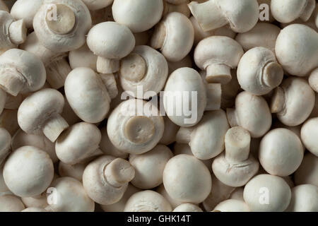 Petits champignons blancs full frame Banque D'Images