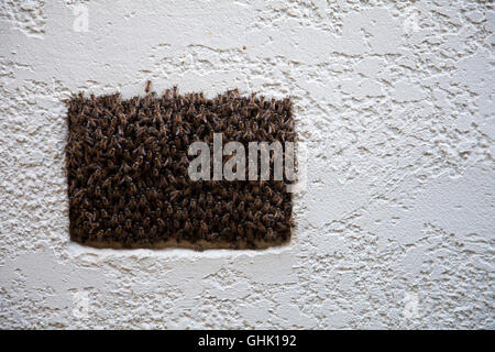 Essaim d'abeilles un évent sur un mur Banque D'Images