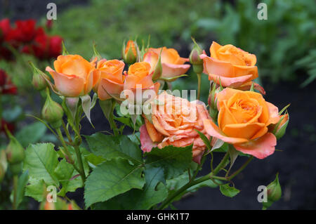 Belles fleurs rose orange dans le jardin Banque D'Images