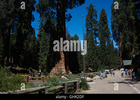 Sequioa arbres en Sequoia National Park. La Californie. USA Banque D'Images