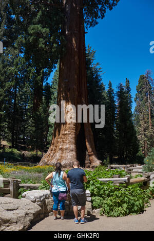 Sequioa arbres en Sequoia National Park. La Californie. USA Banque D'Images