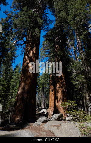 Sequioa arbres en Sequoia National Park. La Californie. USA Banque D'Images