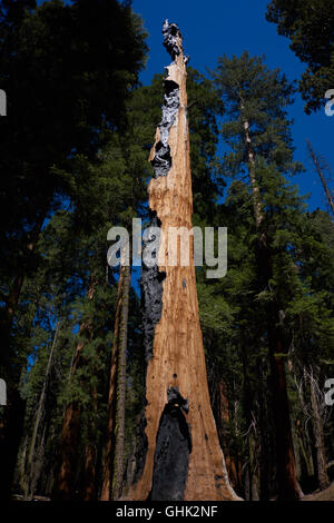 Sequioa arbres en Sequoia National Park. La Californie. USA Banque D'Images