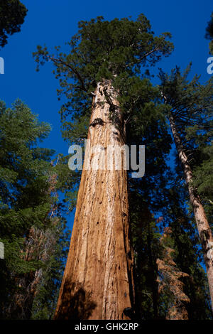 Sequioa arbres en Sequoia National Park. La Californie. USA Banque D'Images