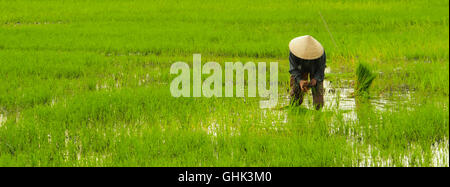 Exploitant agricole travaillant sur des rizières au vietnam Banque D'Images