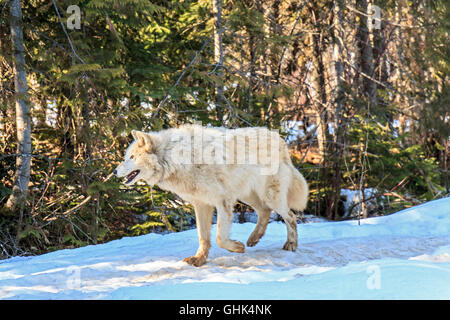 Les loups à pied avec des visiteurs lors d'une visite guidée à pied de loup dans la forêt et jouer dans la neige près de Golden en Colombie-Britannique. Banque D'Images