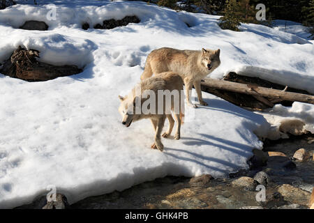 Près d'un ruisseau de la forêt, les loups à pied avec des visiteurs lors d'une visite guidée à pied de loup près de Golden en Colombie-Britannique. Banque D'Images