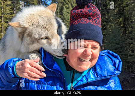 Rencontre femme Scrappy Dave, l'un des loups sur un loup visite guidée à pied à travers la forêt avec Northern Lights Centre Wolf Banque D'Images