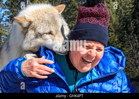 Rencontre femme Scrappy Dave, l'un des loups sur un loup visite guidée à pied à travers la forêt avec Northern Lights Centre Wolf Banque D'Images