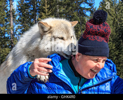 Rencontre femme Scrappy Dave, l'un des loups sur un loup visite guidée à pied à travers la forêt avec Northern Lights Centre Wolf Banque D'Images