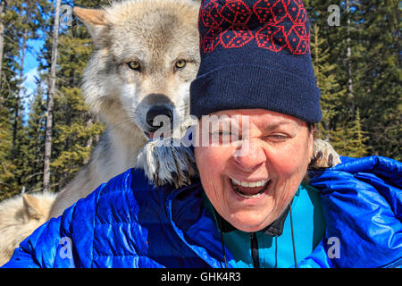 Rencontre femme Scrappy Dave, l'un des loups sur un loup visite guidée à pied à travers la forêt avec Northern Lights Centre Wolf Banque D'Images