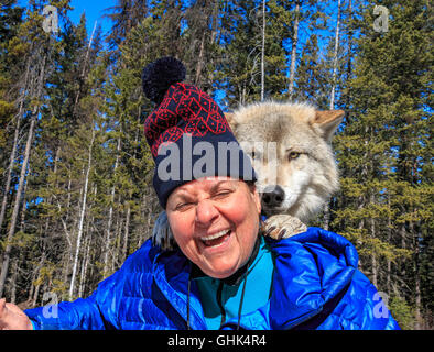 Rencontre femme Scrappy Dave, l'un des loups sur un loup visite guidée à pied à travers la forêt avec Northern Lights Centre Wolf Banque D'Images