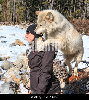 Rencontre femme Scrappy Dave, l'un des loups sur un loup visite guidée à pied à travers la forêt avec Northern Lights Centre Wolf Banque D'Images