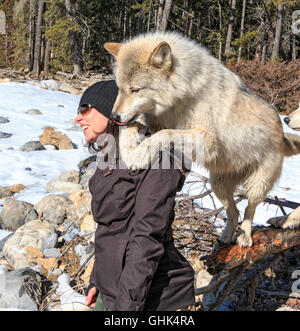 Rencontre femme Scrappy Dave, l'un des loups sur un loup visite guidée à pied à travers la forêt avec Northern Lights Centre Wolf Banque D'Images