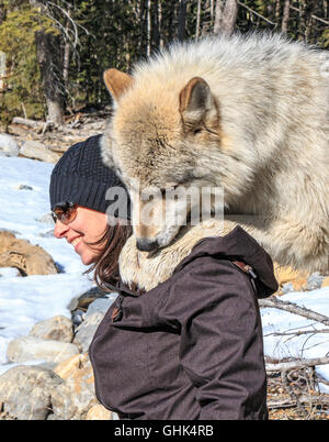 Rencontre femme Scrappy Dave, l'un des loups sur un loup visite guidée à pied à travers la forêt avec Northern Lights Centre Wolf Banque D'Images