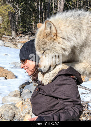 Rencontre femme Scrappy Dave, l'un des loups sur un loup visite guidée à pied à travers la forêt avec Northern Lights Centre Wolf. Banque D'Images