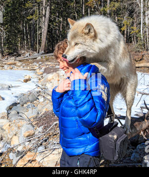 Rencontre femme Scrappy Dave, l'un des loups sur un loup visite guidée à pied à travers la forêt avec Northern Lights Centre Wolf. Banque D'Images