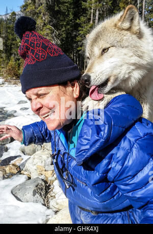 Rencontre femme Scrappy Dave, l'un des loups sur un loup visite guidée à pied à travers la forêt avec Northern Lights Centre Wolf Banque D'Images