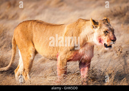 Lionne dans l'herbe sèche dans le Parc National d'Etosha en Namibie, Afrique Banque D'Images