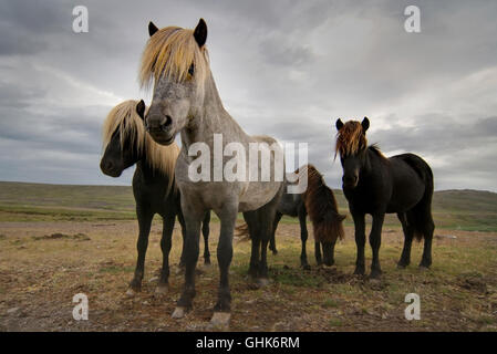 Quatre chevaux Islandais sous un ciel dramatique près de Budardalur. Banque D'Images
