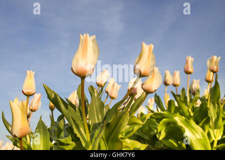 Tulipes blanches sur fond de ciel , les fleurs du printemps, frame Banque D'Images