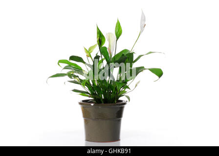 Cochlearispathum Spathiphyllum (Lily) sur fond blanc Banque D'Images