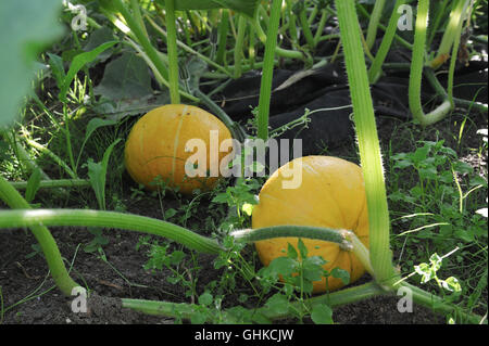 L'agriculture. Capture des jeunes citrouilles. Banque D'Images