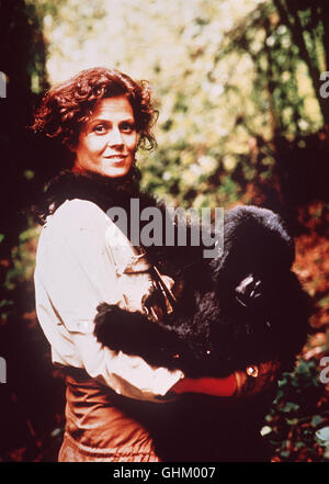 Im fröhjahr 1967 landet die Therapeutin Dian Fossey (Sigourney Weaver) im Kongo, um die vom Aussterben bedrohten Berggorillas zu etudier... Régie : Michael Apted aka. Gorilles dans la brume Banque D'Images