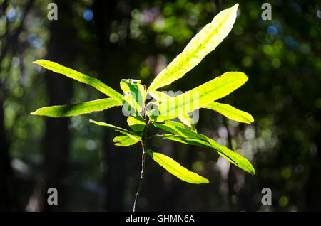 Arbre généalogique lancewood rétroéclairé, plantule, Holdsworth, Wairarapa, île du Nord, Nouvelle-Zélande Banque D'Images