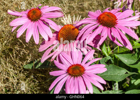 Echinacea purpurea Magnus, l'échinacée Banque D'Images