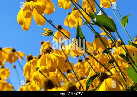 Feuille de feuille de feuille de fleurs Rudbeckia Herbstsonne laciniata, plante jaune Gloriosa Daisy Banque D'Images