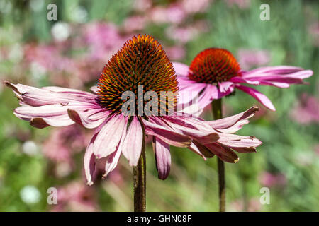 Echinacea purpurea Échinacée, dans un jardin Banque D'Images