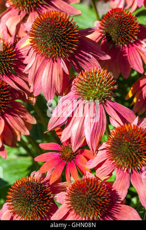 Echinacea purpurea rouge 'Cheyenne Spirit' Conefolle pourpre dans un jardin Banque D'Images