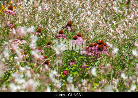 Echinacea purpurea dans le pré bordé mixte de Gaura lindheimeri parsemé de fleurs Banque D'Images