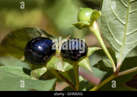 Belladone, Atropa belladonna plantes toxiques ou dangereuses Banque D'Images