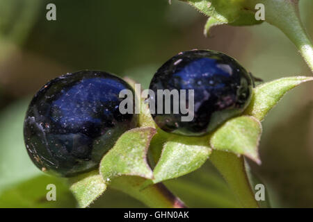 Belladone, Atropa belladonna plantes toxiques ou dangereuses Banque D'Images