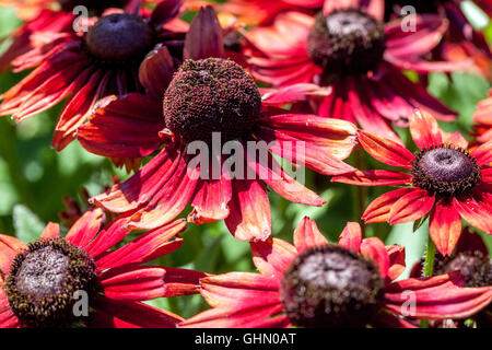 Fleurs rouges de Rudbeckia hirta 'Cherry Brandy' Banque D'Images