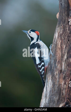 République Woodpecker Dendrocopos syriacus Bulgarie Banque D'Images