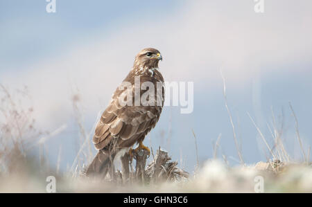 Buse variable Buteo buteo Bulgarie Banque D'Images